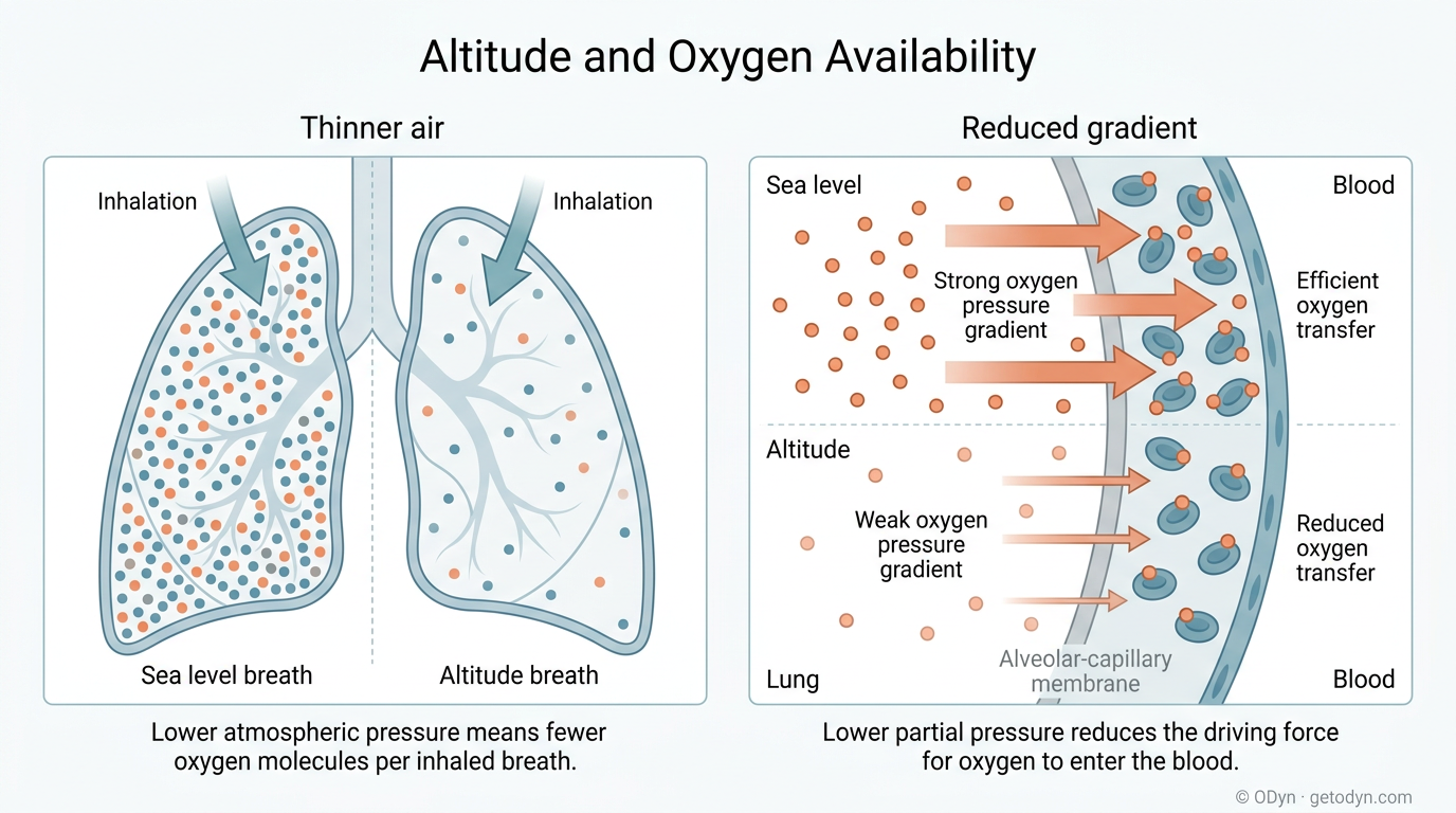 As altitude rises, both atmospheric pressure and oxygen transfer efficiency decrease — compounding the reduction in oxygen reaching your bloodstream.